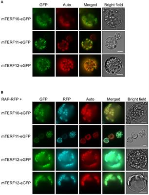 Arabidopsis thaliana mTERF10 and mTERF11, but Not mTERF12, Are Involved in the Response to Salt Stress